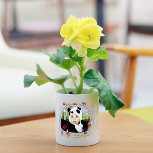 포토 화분 스칸디나비아모스 키우기 화분_갓블레스유08(이끼선택)