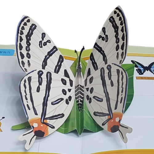 펀북 생태 [곤충 박물관]