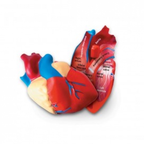 [두손]러닝리소스 인체심장단면모형 LER1902