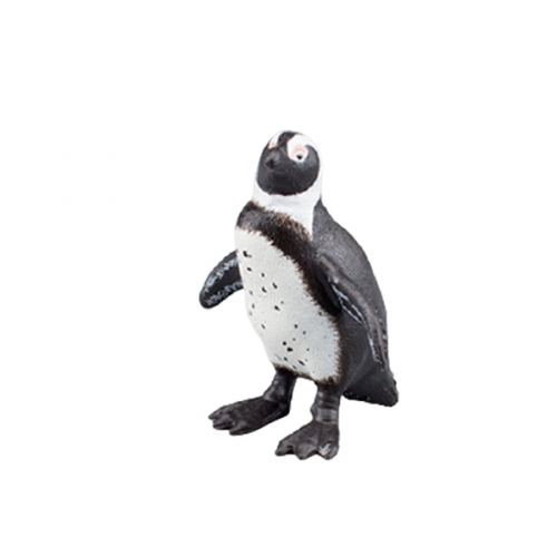 파포 아프리카 펭귄