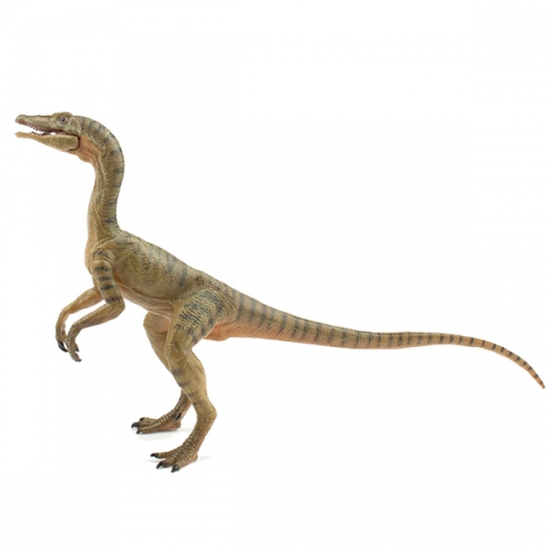 파포 콤프소그나투스