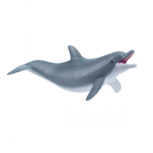 파포 장난치는 돌고래