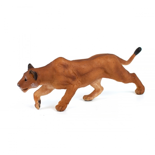 파포 사냥하는 암사자