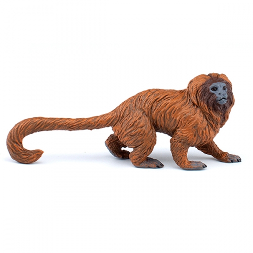 파포 황금사자 타마린