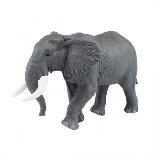 파포 아프리카 코끼리