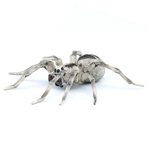 파포 타란툴라 거미