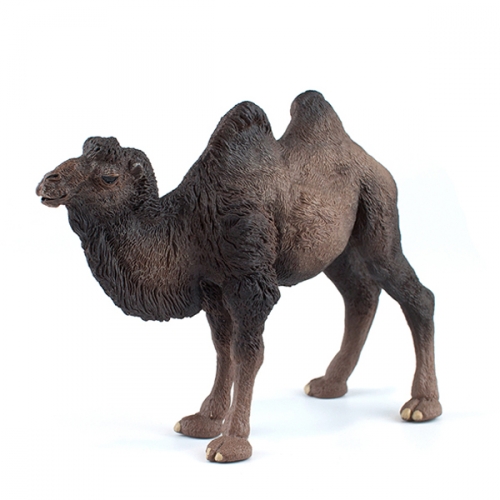 파포 쌍봉 낙타