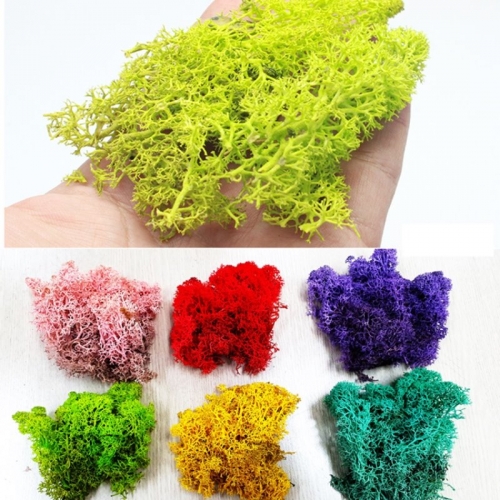 식목일,나만의 반려식물만들기_스칸디나비아모스이끼(30g,50g,100g)