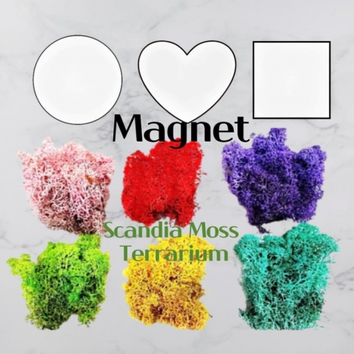 스칸디나비아모스 천연이끼 냉장고자석 테라리움 만들기 세트