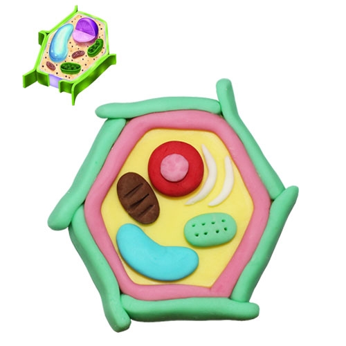 뉴 오물조물비누 식물세포구조모형 (10세트)