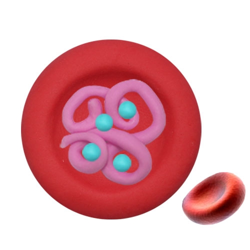 뉴오물조물비누 적혈구의 산소운반모형(10세트)