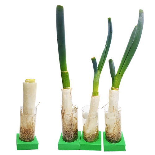 수경재배 부활하는 파 키우기(5개세트)