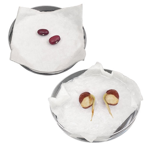 씨가 싹트는 조건과 과정관찰하기(4개세트)