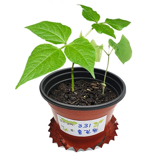 씨앗이 싹트는 조건과 강낭콩의 한살이(4개세트)