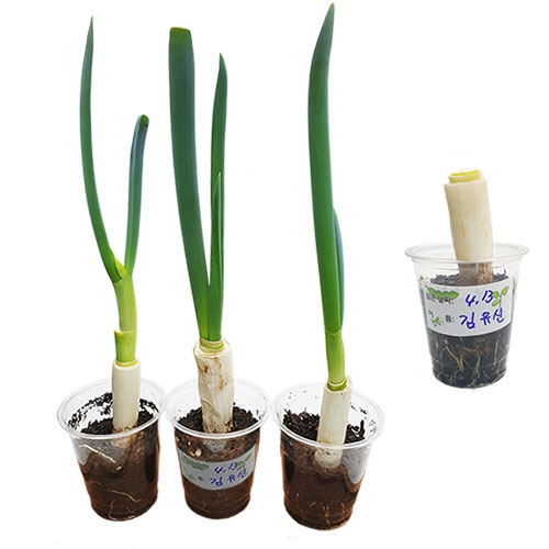 파 뿌리로 파 키우기 화분(5개세트)