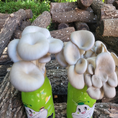 쑥쑥버섯박사 느타리키우기