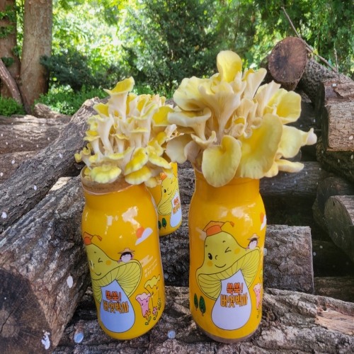 쑥쑥버섯박사 흑색느타리