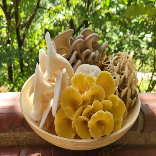 쑥쑥버섯박사 흑색느타리