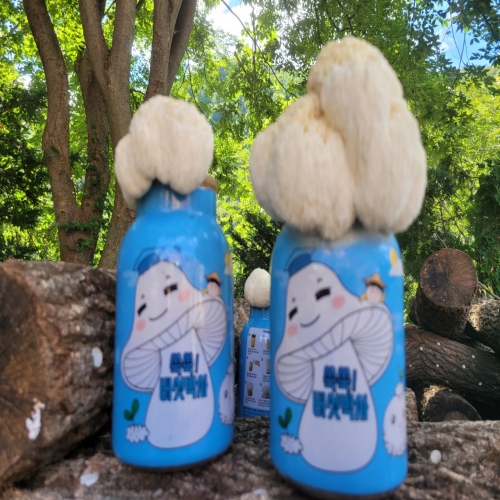 쑥쑥버섯박사 노루궁뎅이버섯