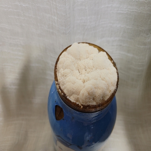 쑥쑥버섯박사 노루궁뎅이버섯