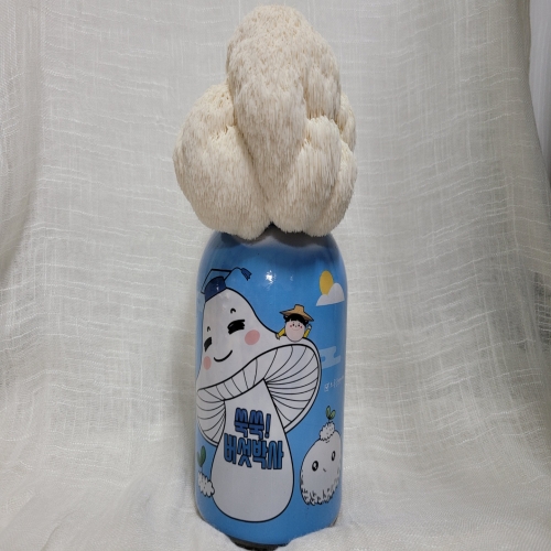 쑥쑥버섯박사 노루궁뎅이버섯