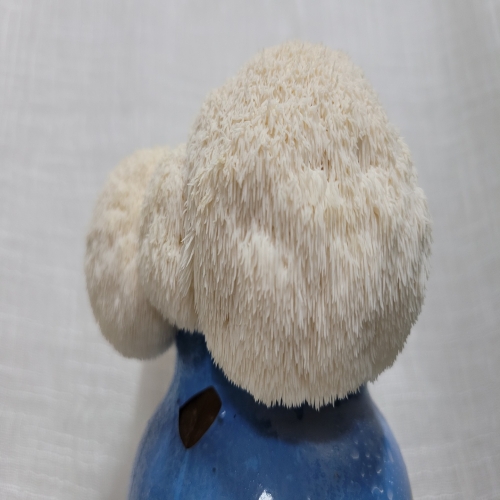 쑥쑥버섯박사 노루궁뎅이버섯