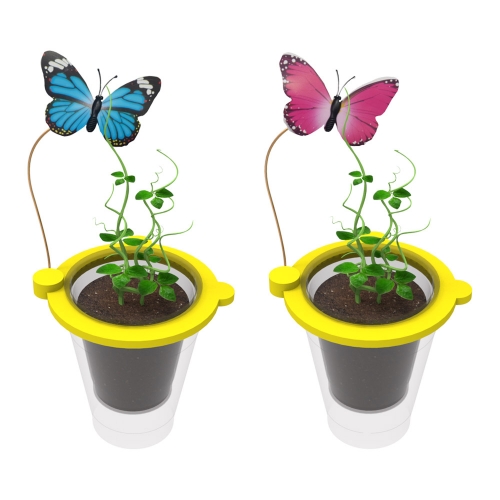 나비와 콩나무 키우기