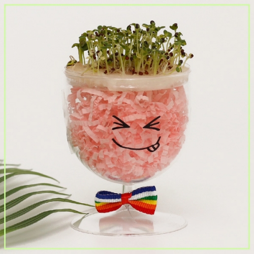 얼굴 표정 컵 새싹 키우기(1개)