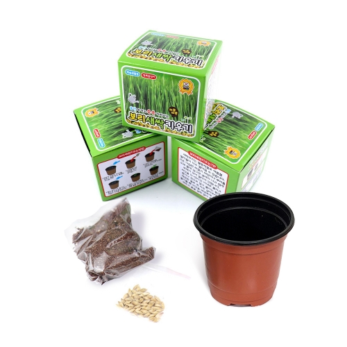 보리새싹키우기(2000원X12개)