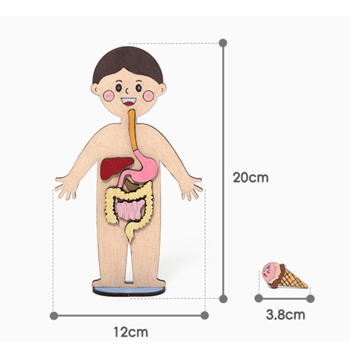 186 재미있는 인체지도