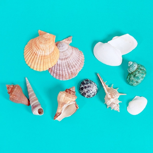 [탑키드] 천연 조개 소라 혼합