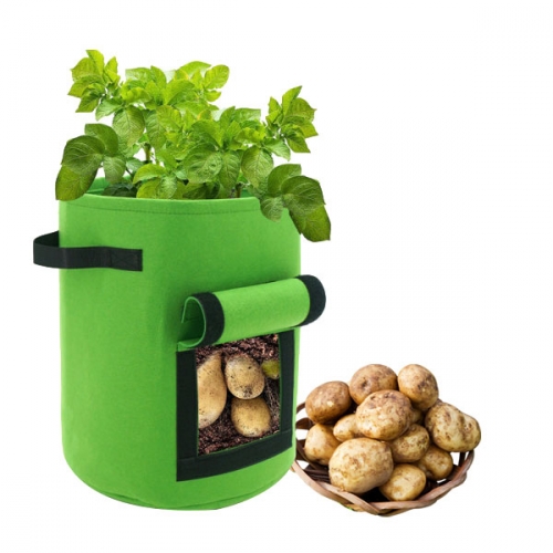 감자 키우기세트 키트 새싹 재배기 어린이 재배 체험 관찰학습