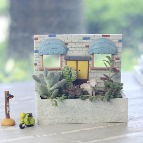 체험 학습용 벽걸이 화분 - 지중해의 거리 4종