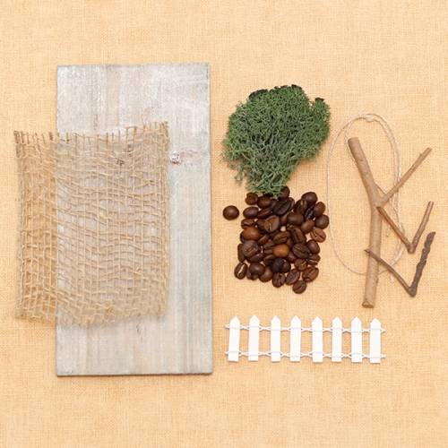 커피콩 가을나무(삼나무)