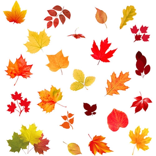 가을 단풍잎 창문 스티커(4장 1세트)