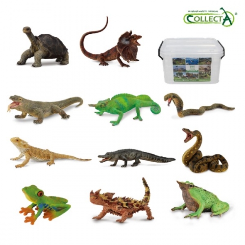 컬렉타교육세트파충류양서류11종