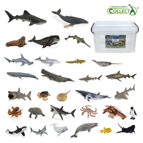 컬렉타교육세트해양30종