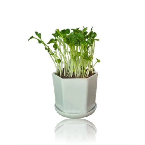 새싹 식물 키우기 무순 적무 메밀싹 배추싹 적양배추 유채싹 비타민채 식물키트 원예세트