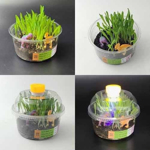 새싹 보리 키우기(공룡 테라리움)