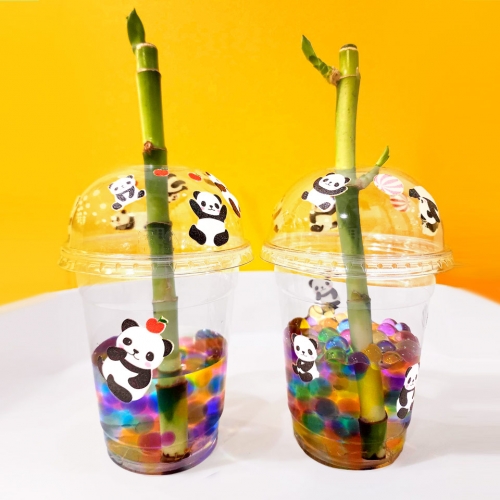 행운가득 판다 개운죽 만들기 키트(5인용)