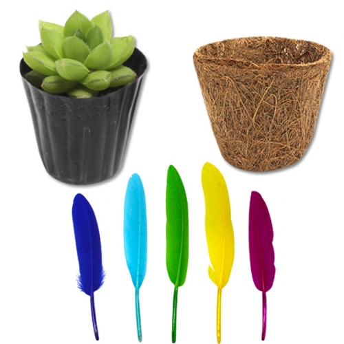 인디언 코코넛 화분_다육이