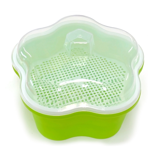 초간단 콩나물 키우기 키트(관찰일지포함)