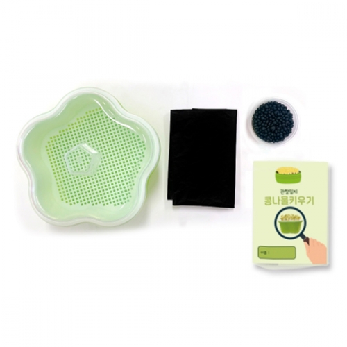 초간단 콩나물 키우기_식물 기르기 체험 관찰 학습