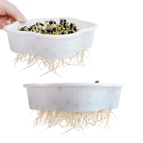 초간단 콩나물 키우기_식물 기르기 체험 관찰 학습