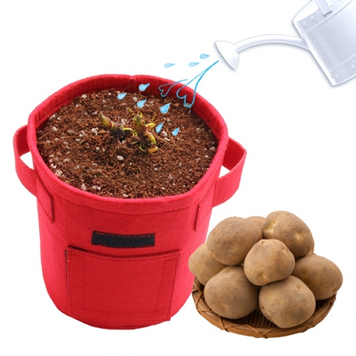 감자 키우기_식물 기르기 체험 관찰 학습