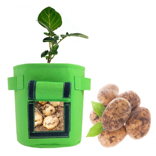 감자 키우기_식물 기르기 체험 관찰 학습