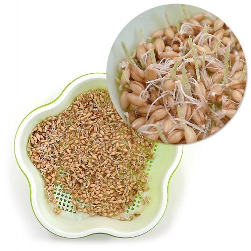 새싹보리 재배기 키트(부직포 가방 증정!)