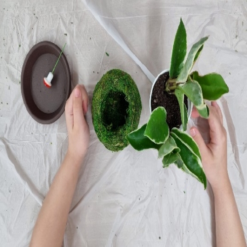 초록볼 토피어리 만들기 체험교실