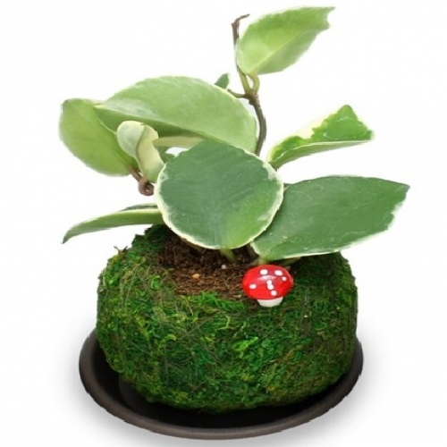 초록볼 토피어리 만들기 체험교실