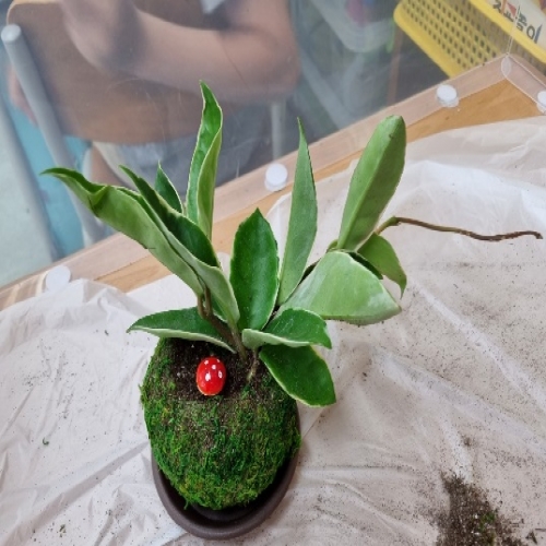 초록볼 토피어리 만들기 체험교실